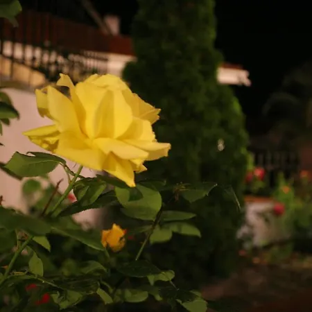 Anatoli Polichrono פוליכרונו